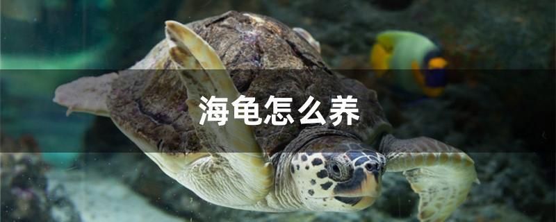 海龜怎么養(yǎng) 薩伊藍(lán)魚