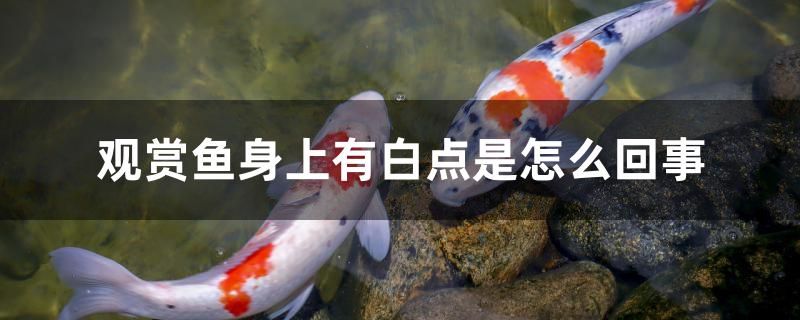 觀賞魚(yú)身上有白點(diǎn)是怎么回事 虎斑恐龍魚(yú)