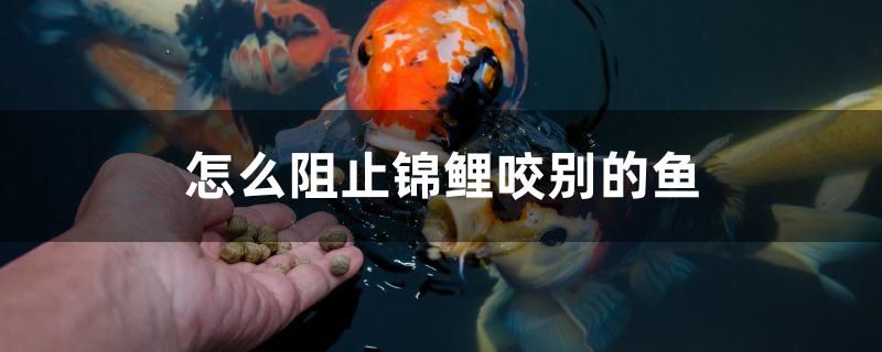 怎么阻止錦鯉咬別的魚(yú)