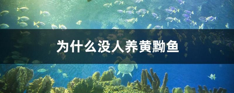 為什么沒(méi)人養(yǎng)黃黝魚 一眉道人魚苗