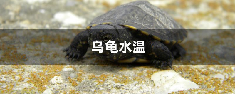 魚缸造景什么材料好 魚缸造景什么材料好些 大日玉鯖魚 第1張