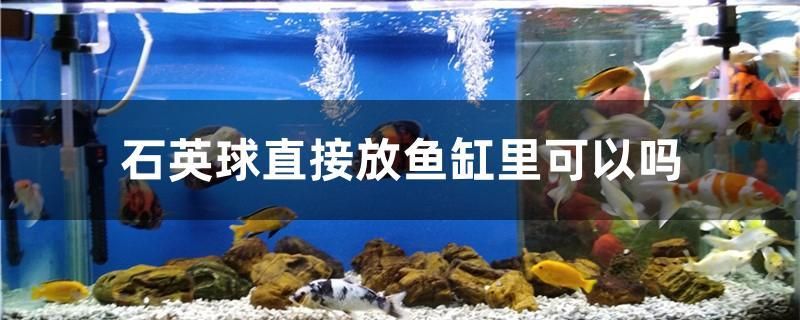 石英球直接放魚缸里可以嗎 印尼三紋虎