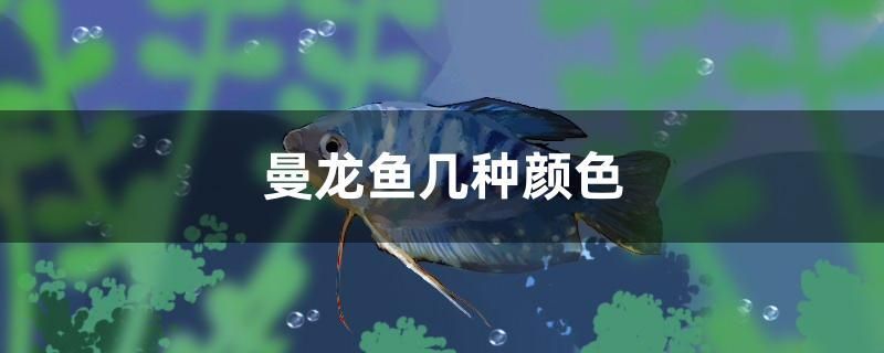 曼龍魚幾種顏色