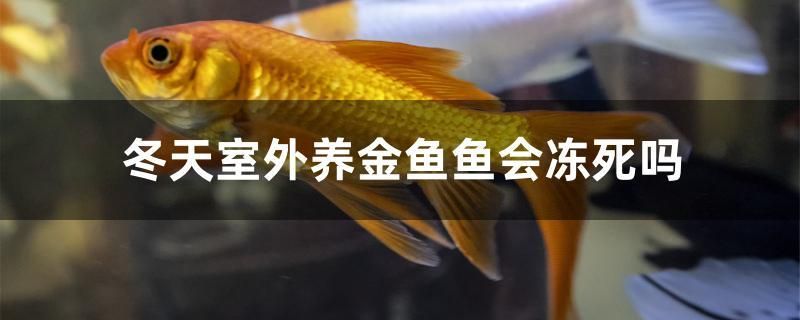 冬天室外養(yǎng)金魚魚會凍死嗎