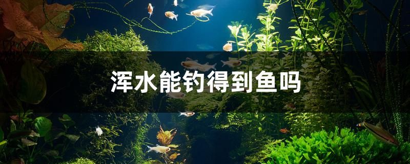 新泰觀賞魚養(yǎng)殖場(chǎng)電話 新泰觀賞魚養(yǎng)殖場(chǎng)電話號(hào)碼 其他品牌魚缸 第1張