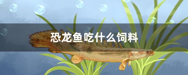 恐龍魚吃什么飼料