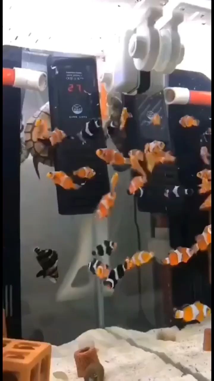 淡化小丑魚？？？跟虎苗一起？？