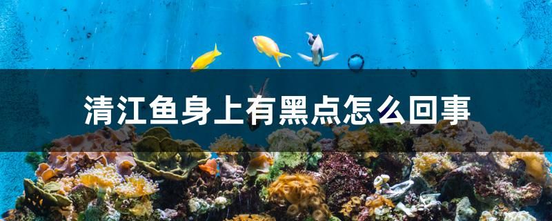 清江魚身上有黑點怎么回事