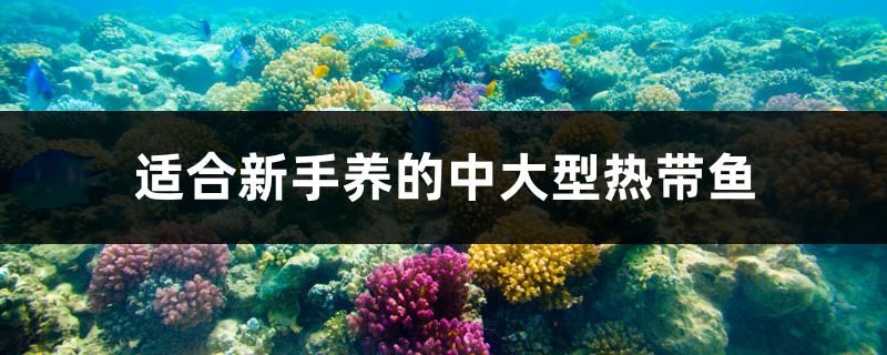 適合新手養(yǎng)的中大型熱帶魚有哪些 黃金眼鏡蛇雷龍魚