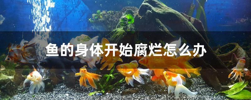 魚的身體開始腐爛怎么辦