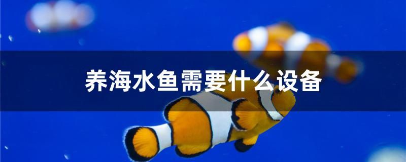 養(yǎng)海水魚需要什么設(shè)備 水族維護服務(wù)（上門）