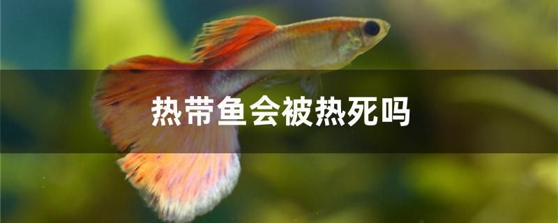 熱帶魚會(huì)被熱死嗎 粗線銀版魚