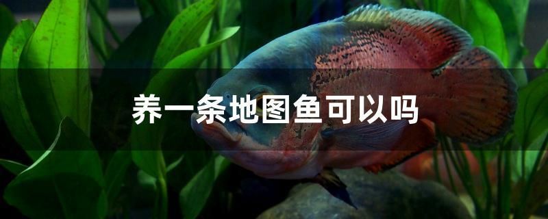 養(yǎng)一條地圖魚可以嗎