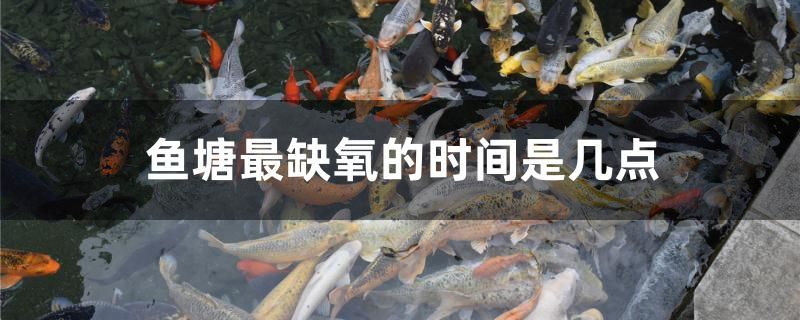 魚塘最缺氧的時(shí)間是幾點(diǎn) 野彩魚