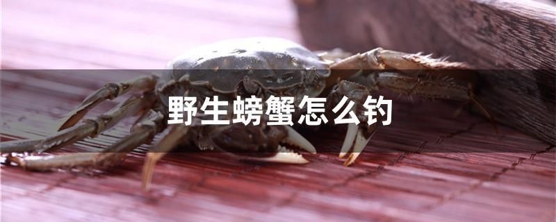 野生螃蟹怎么釣