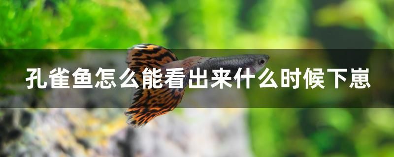 孔雀魚怎么能看出來什么時(shí)候下崽 黑白雙星魚