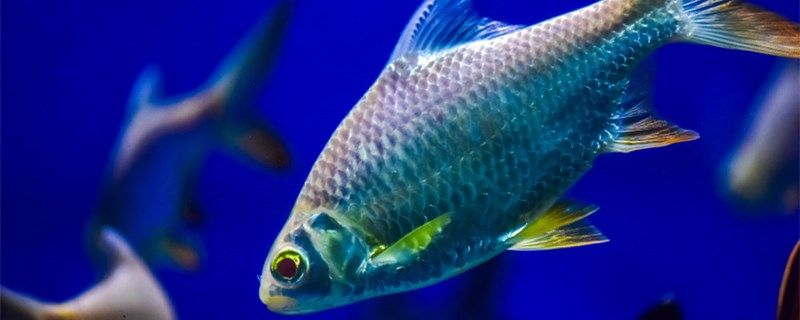 新魚入缸幾天才算穩(wěn)定新魚入缸要注意什么 黃鰭鯧魚