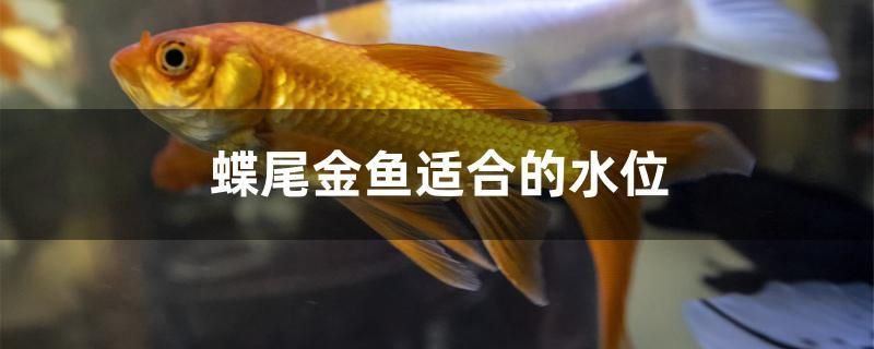 蝶尾金魚適合的水位