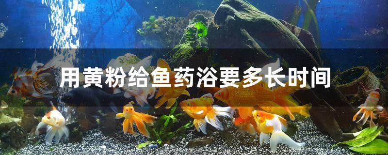 用黃粉給魚藥浴要多長時間