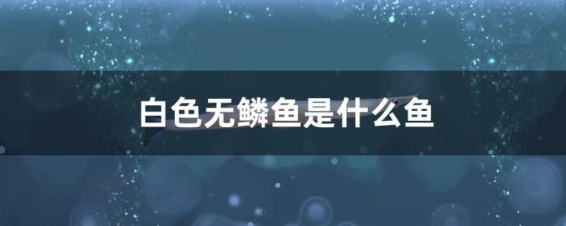 白色無鱗魚是什么魚 金三間魚