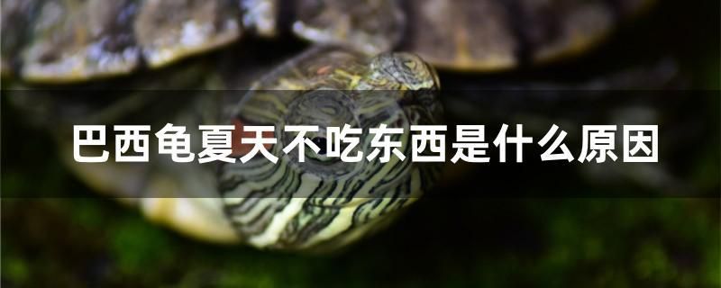 巴西龜夏天不吃東西是什么原因 豹紋夫魚(yú)苗