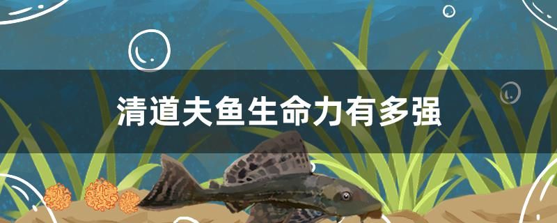 清道夫魚生命力有多強 虎魚百科