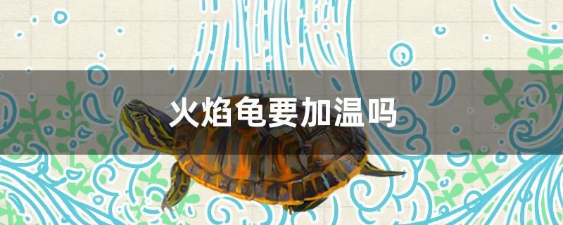 火焰龜要加溫嗎 國產(chǎn)元寶鳳凰魚