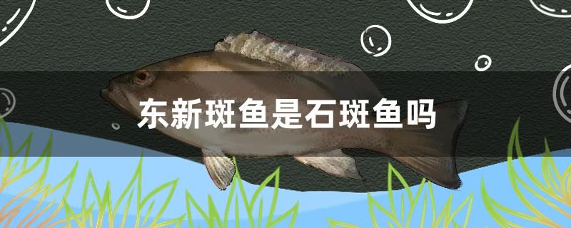 東新斑魚是石斑魚嗎 魚缸/水族箱