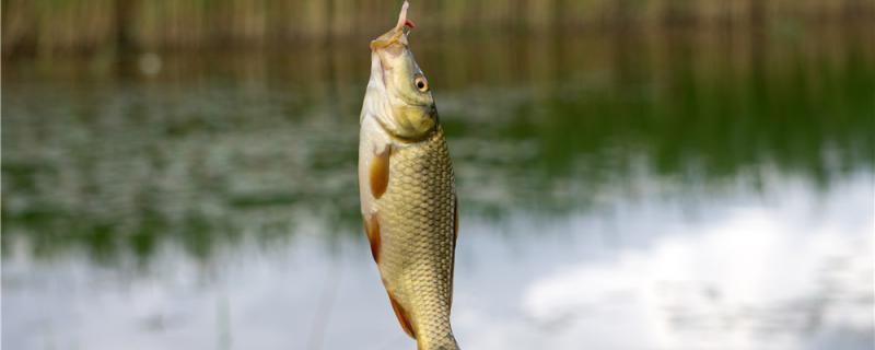 河里釣鯽魚用什么餌料好能用蚯蚓嗎