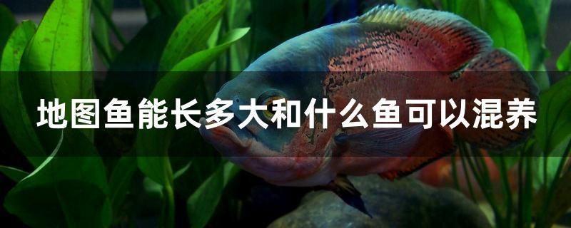 地圖魚能長多大和什么魚可以混養(yǎng)