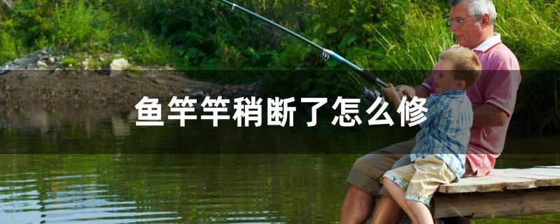 魚(yú)竿竿稍斷了怎么修 馬拉莫寶石魚(yú)苗