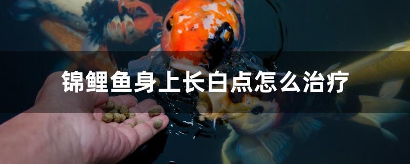 錦鯉魚(yú)身上長(zhǎng)白點(diǎn)怎么治療 斑馬鴨嘴魚(yú)