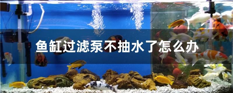 魚缸過濾泵不抽水了怎么辦