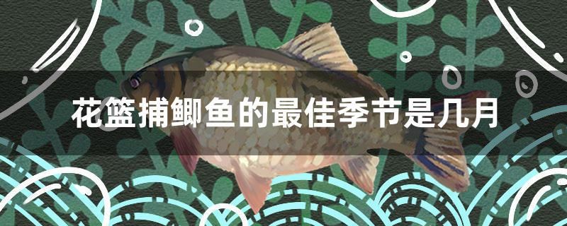 花籃捕鯽魚(yú)的最佳季節(jié)是幾月 大正錦鯉魚(yú)