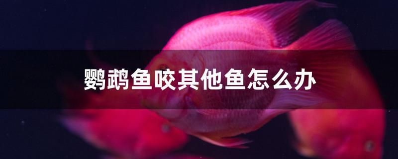 鸚鵡魚咬其他魚怎么辦