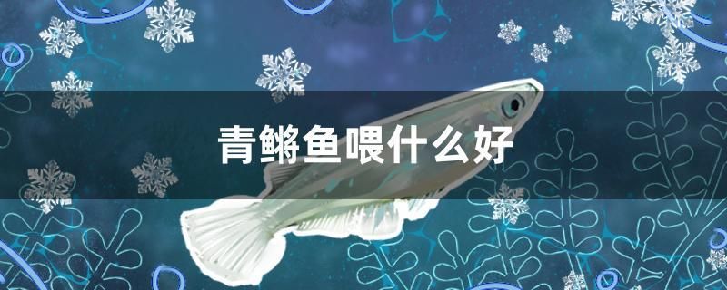 青鳉魚喂什么好 水族品牌