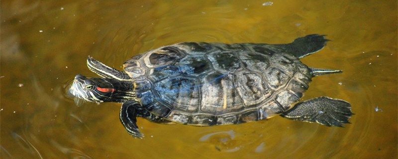 小烏龜多久換一次水怎么給小烏龜換水 森森魚(yú)缸