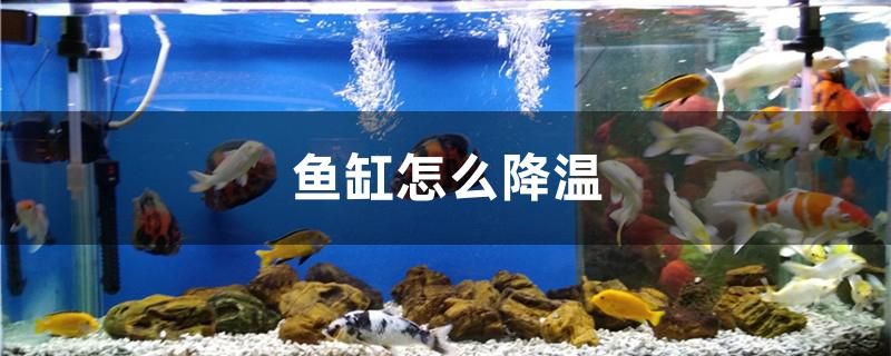 魚缸怎么降溫 虎魚魚苗