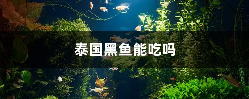 泰國黑魚能吃嗎 九鼎魚缸