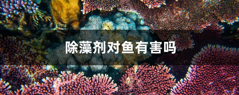 除藻劑對魚有害嗎 皇冠黑白魟魚