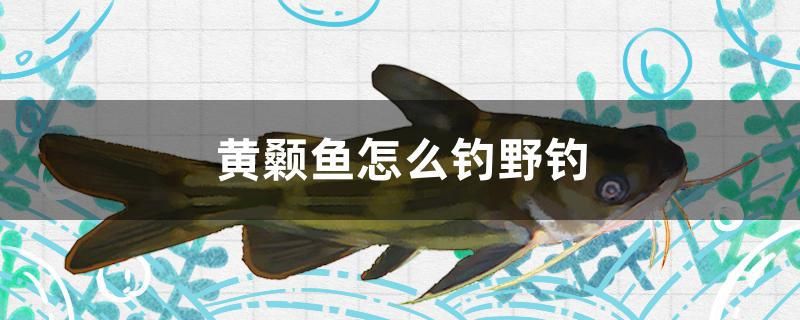 黃顙魚怎么釣野釣 三色錦鯉魚