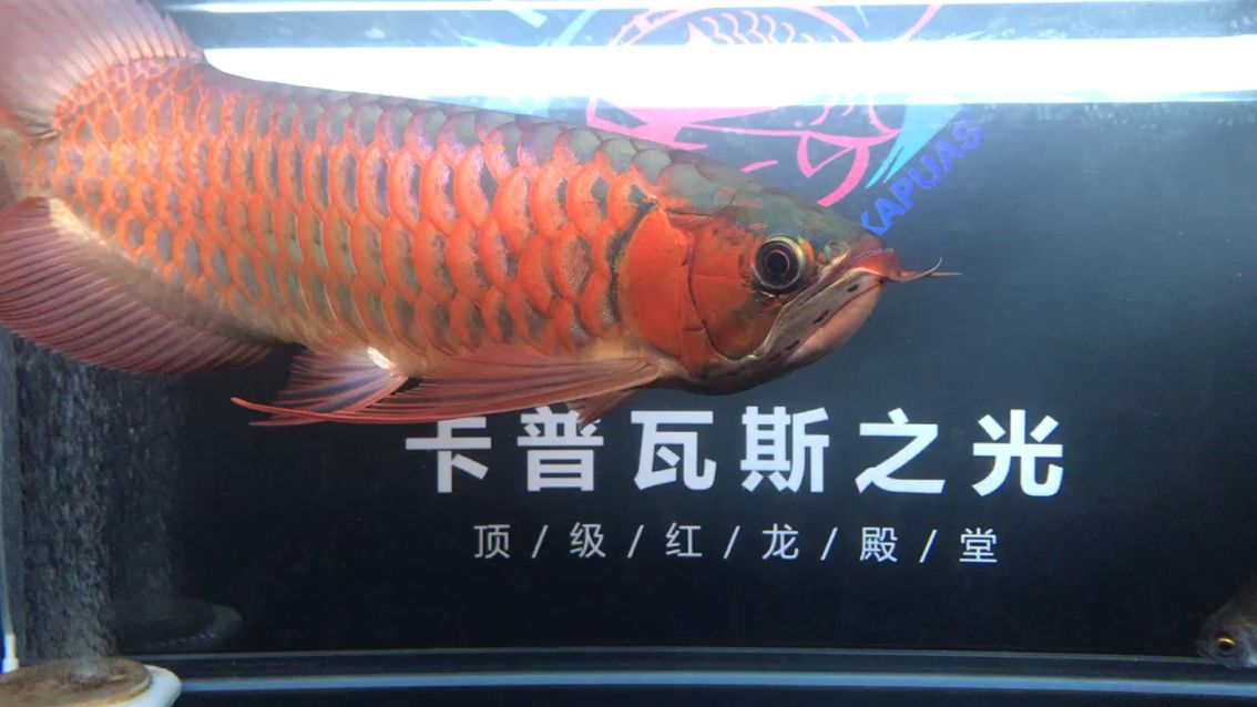 抽空來看看你 觀賞魚論壇 第1張