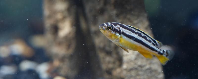 斑馬魚(yú)吃豐年蝦嗎怎么喂合適 藍(lán)底過(guò)背金龍魚(yú)