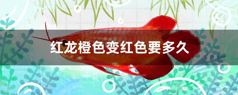 木制魚(yú)缸架子圖片大全欣賞 木制魚(yú)缸架子圖片大全欣賞視頻