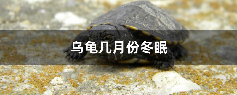 烏龜幾月份冬眠 大白鯊魚