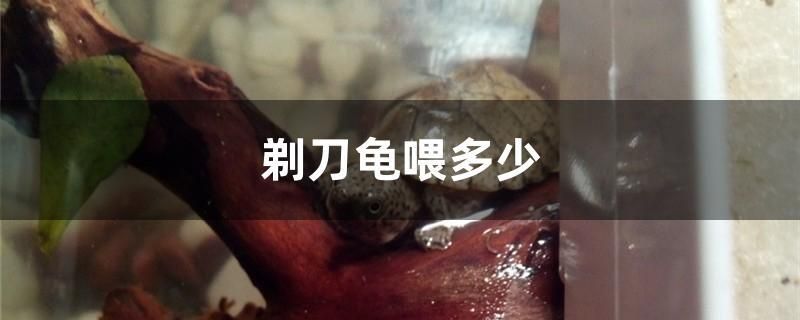 剃刀龜喂多少