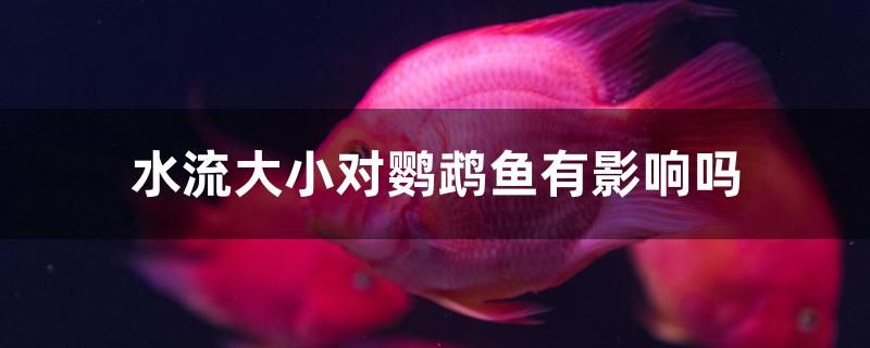 水流大小對鸚鵡魚有影響嗎