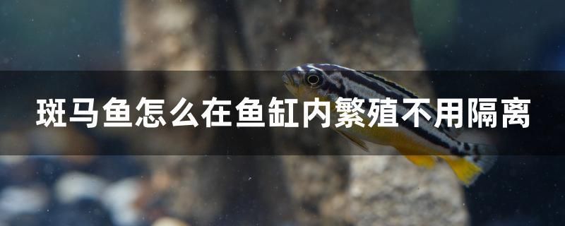 斑馬魚怎么在魚缸內(nèi)繁殖不用隔離 iwish愛唯希品牌魚缸