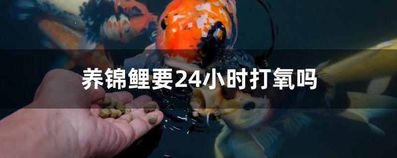 養(yǎng)錦鯉要24小時打氧嗎 圖騰金龍魚