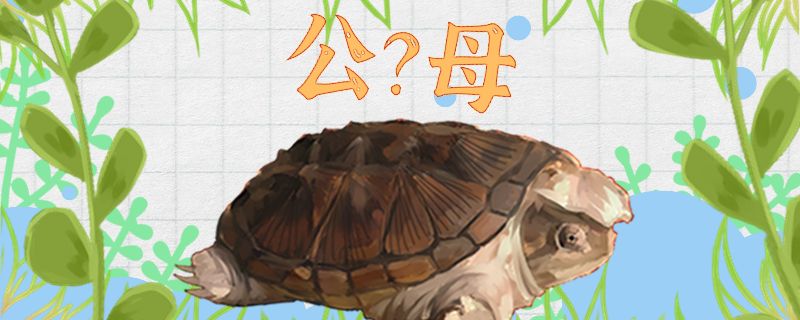 擬鱷龜怎么分辨公母公母能一起養(yǎng)嗎 大白鯊魚